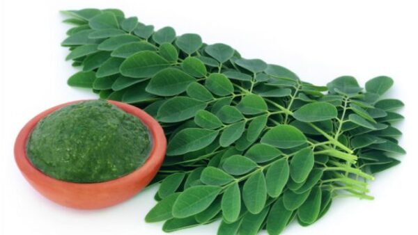 Moringa planta entera y pulverizada