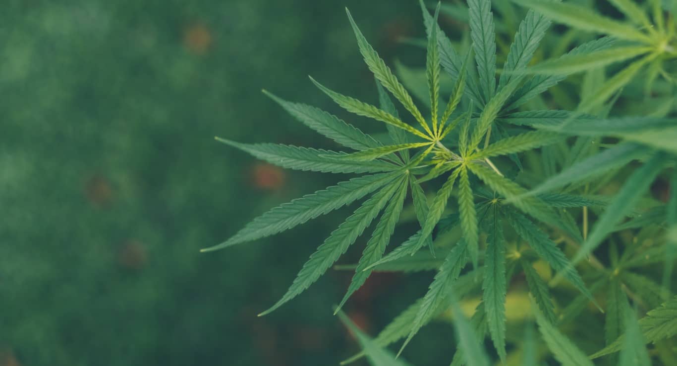 Cannabis